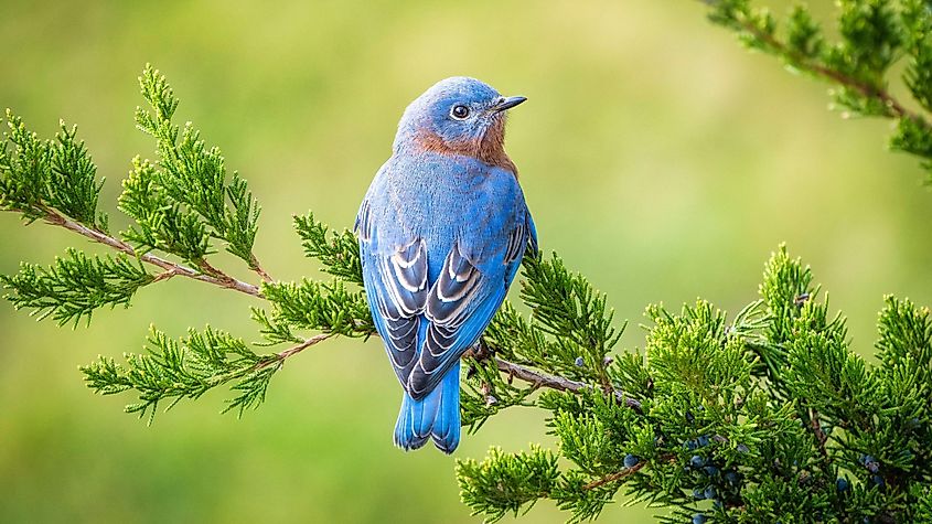 Eastern Bluebird Tree Branch Green Leaves.