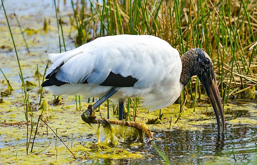 A wood stork is foraging for food