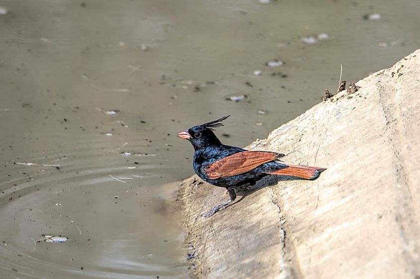 Crested bunting in Ranthambhore National Park