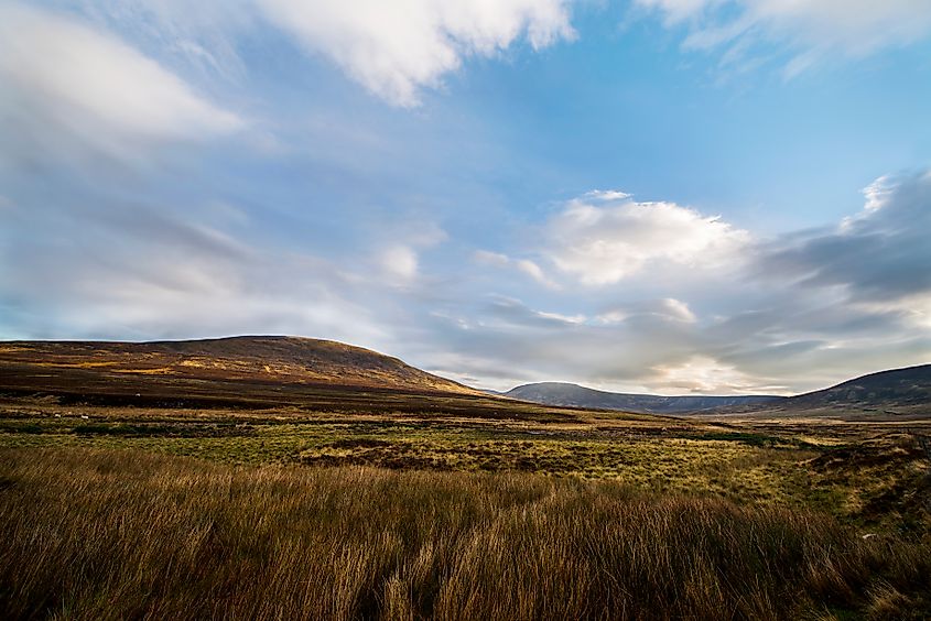 Wind through the grassland of Cairngorms National Park, Scotland.