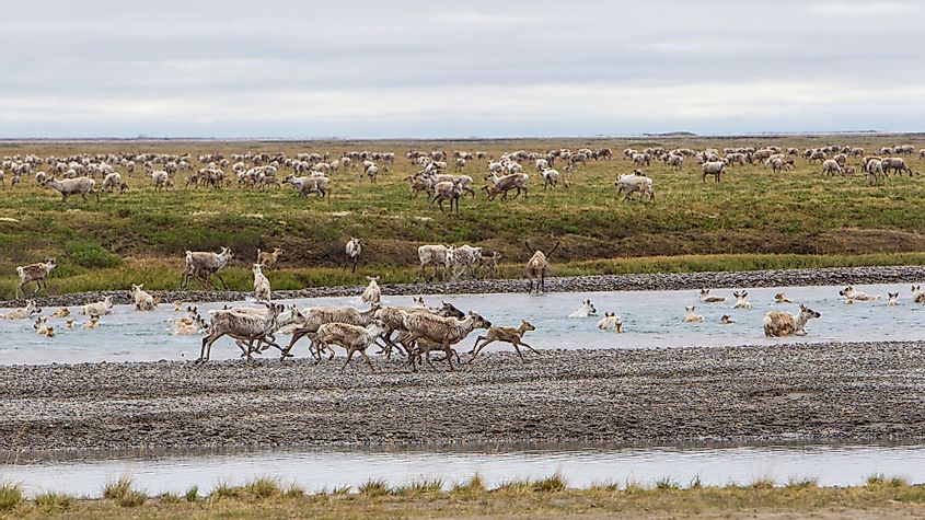 Caribou crossing the Sag River near Prudhoe Bay