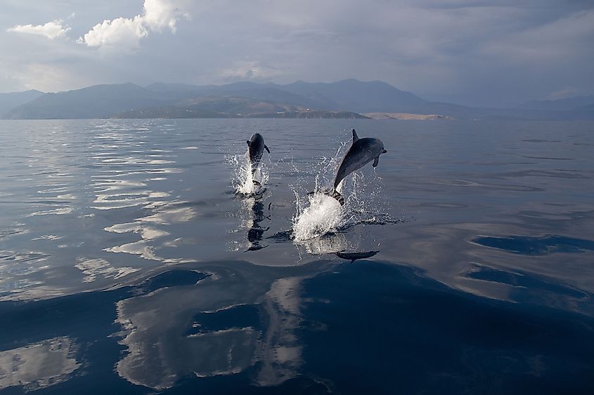 Striped dolphins in the Gulf of Corinth, Greece