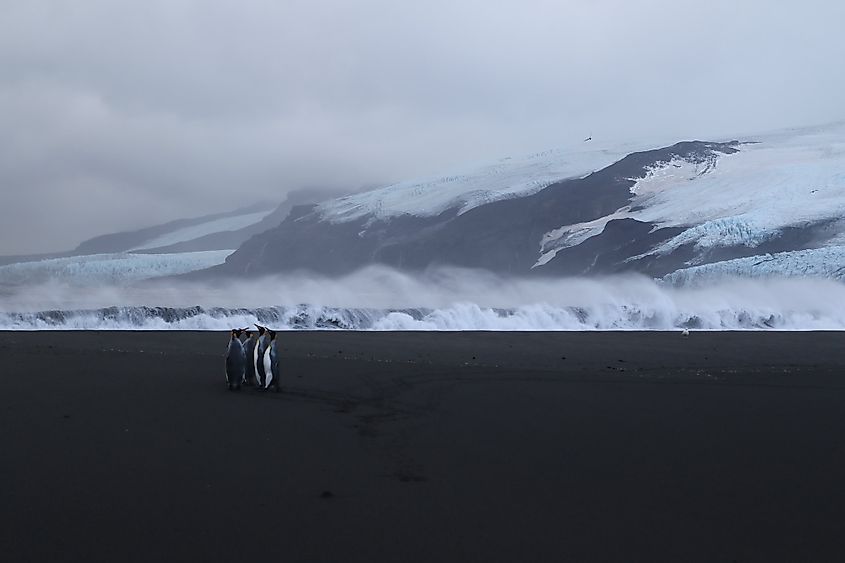 Heard Island penguins
