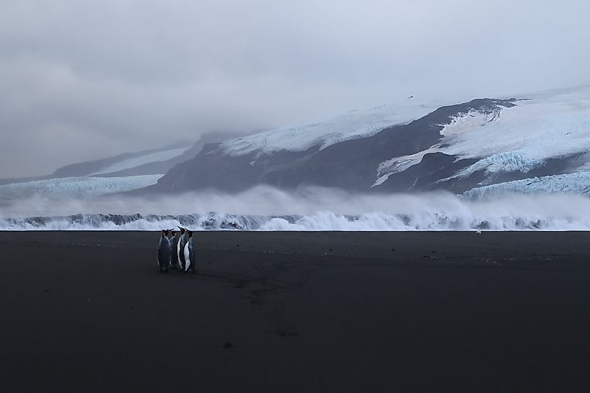 Heard Island penguins