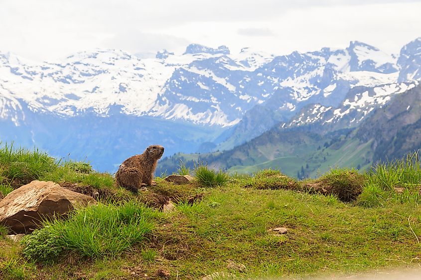 Alpine marmot (Marmota marmota) in the Swiss Alps. Credit: Olya Solod/Shutterstock.com