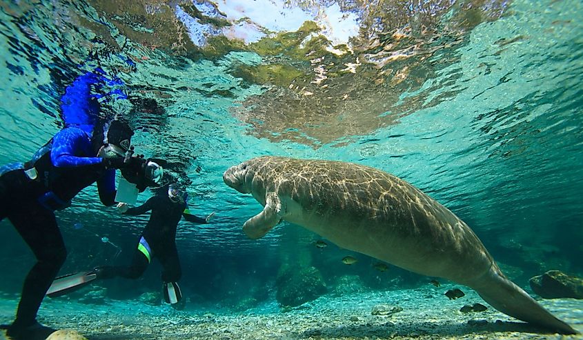 People swimming with Manatees, Crystal River, Florida