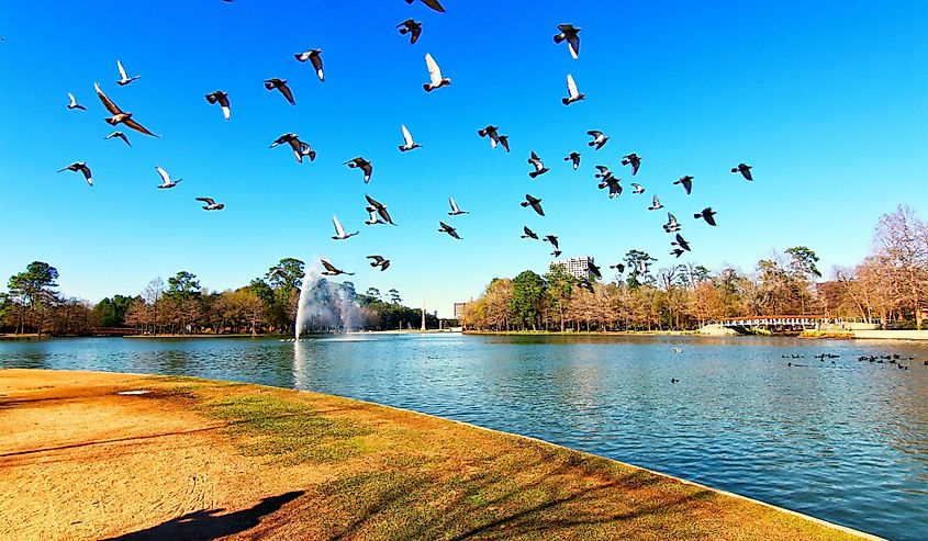 A beautiful view of McGovern Lake with geese at Hermann Park in Houston Texas. Geese flying around with blue sky on a sunny day