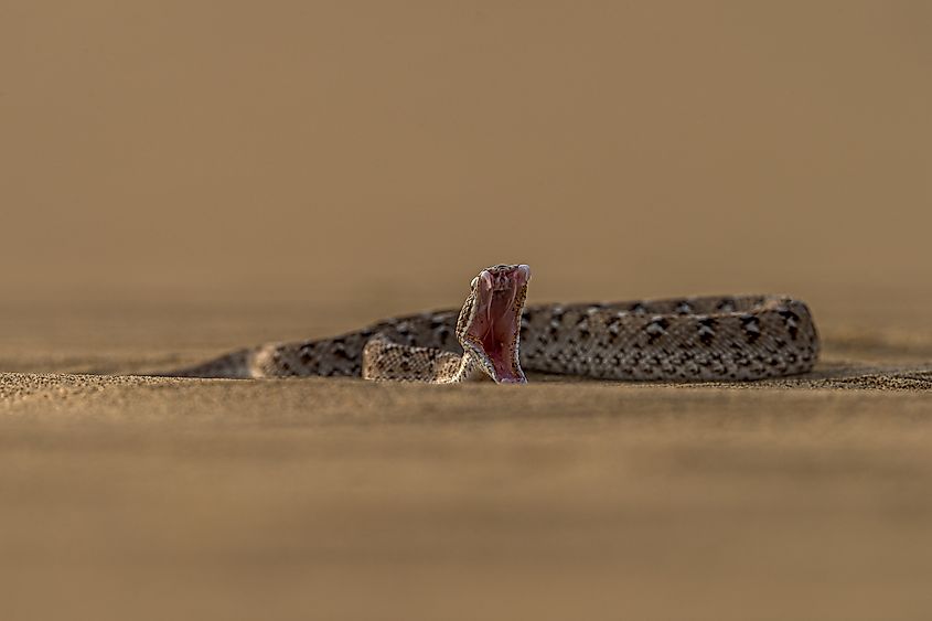 This image of Saw Scaled Viper is taken at Rajasthan in India.
