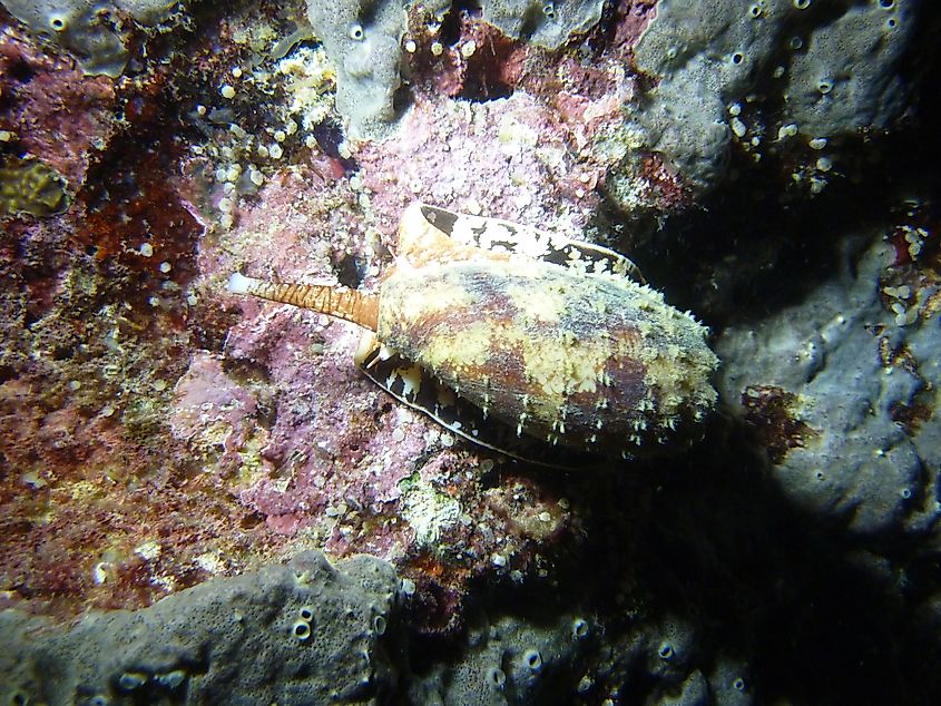 Geography Cone (Conus geographus) in the Solomon Islands
