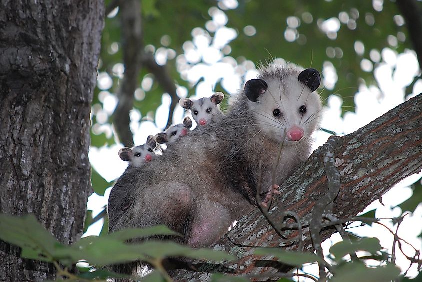 An opossum on a tree branch, a marsupial of the order Didelphimorphia comprising over 120 species in the Americas.