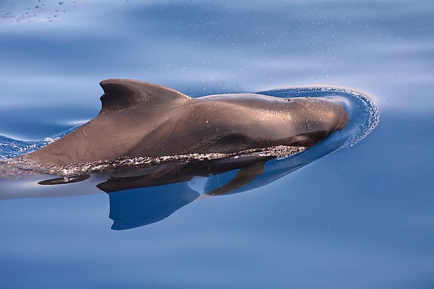 Short finned pilot whale (Globicephala macrorhynchus) in the Canary Islands (Credit: Gema Alvarez Fernandez / Shutterstock)
