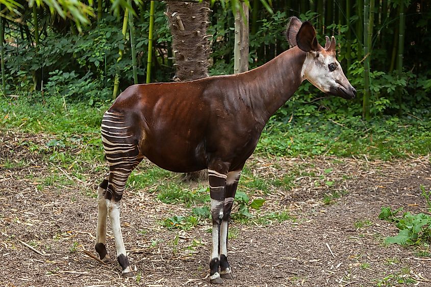 Which Animal Is Known as the Zebra Giraffe? - WorldAtlas Which Animal Is Known as the Zebra Giraffe? - WorldAtlas