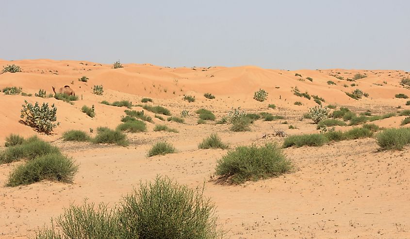 Arid desert landscape; desert sand dunes, with native drought-resistant green vegetation in the Middle East - north of the Tropic of Cancer - where summer temperature hits 55 Celsius (130 Fahrenheit).
