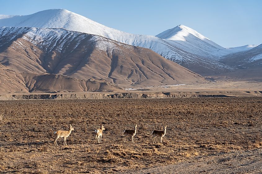 Tibetan antelopes in the Tibetan Plateau.