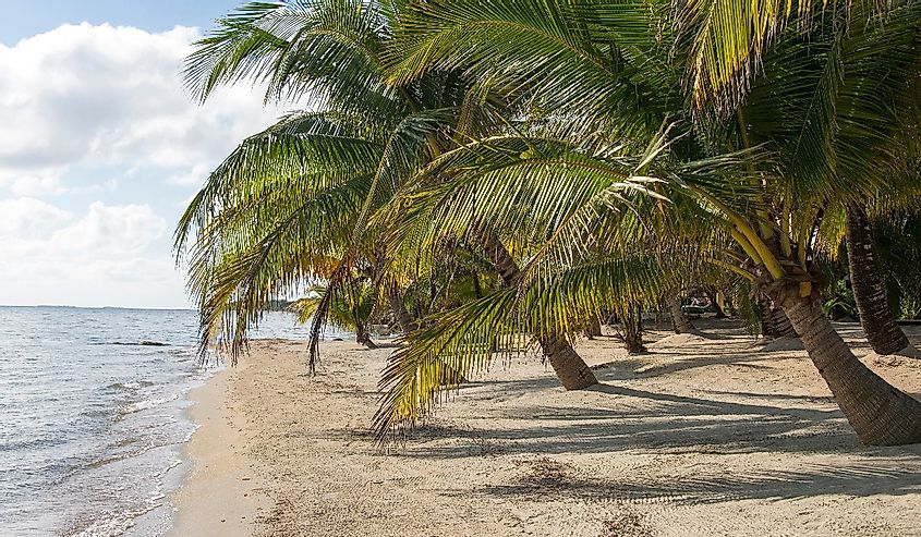 Groomed white sand beach lined with palm trees on Gulf of Honduras