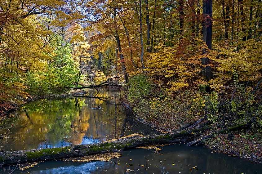 The old-growth beech-maple forest at Warren Woods State Park, Michigan.