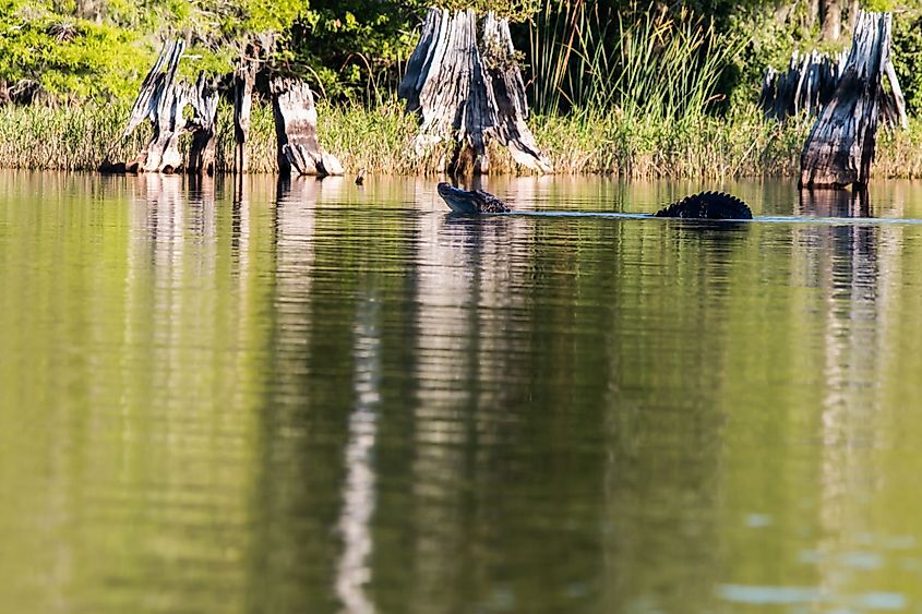 A large alligator at Blue Cypress Lake near Vero Beach, Florida