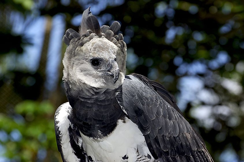 What Animals Live In The Amazon Rainforest? WorldAtlas