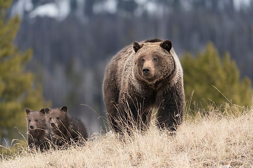 Grizzly bear female with cubs.