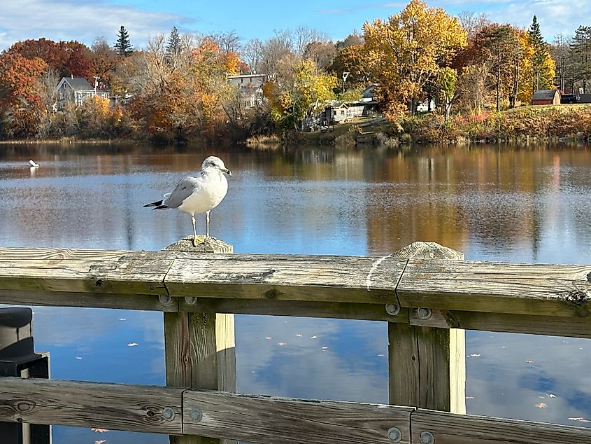 Sea gull perched on the dock along the Kennebec River in Gardiner, Maine.