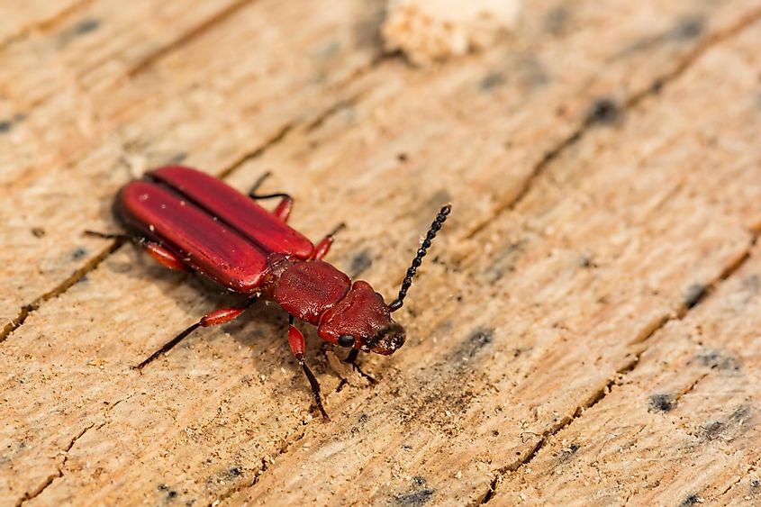 Red flat bark beetle.