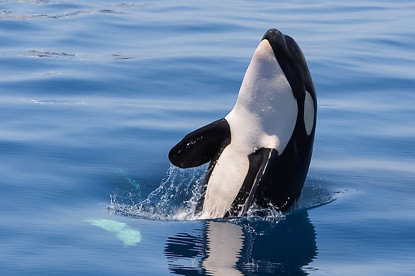 An orca lifting its head above the surface of calm open ocean