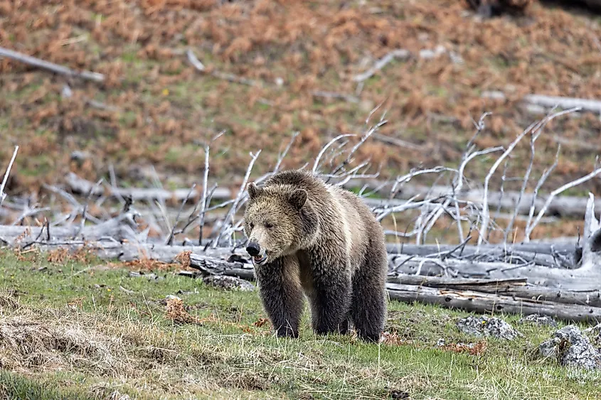 Grizzly Bear in Yellowstone National Park, Wyoming.