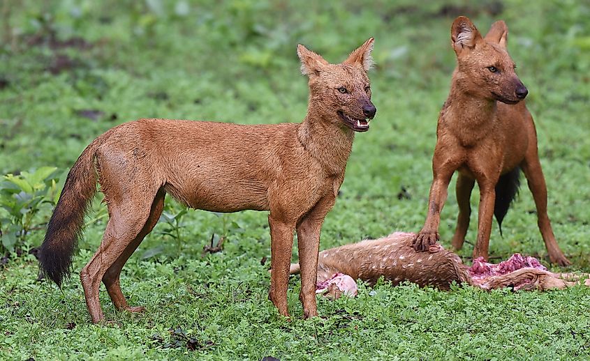 Dhole with kill