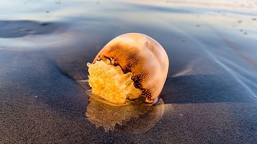 Cannonball Jellyfish.