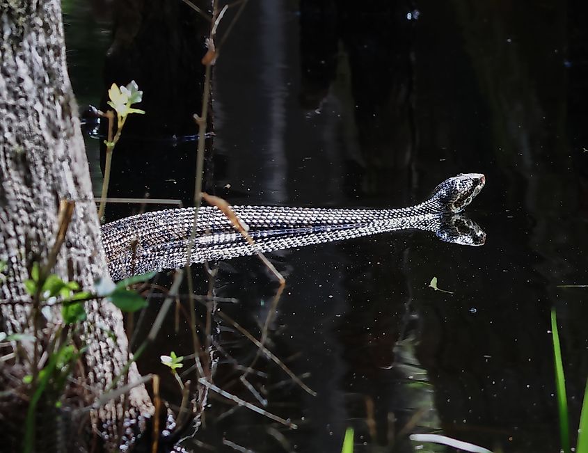 Cottonmouth snake, swimming in water.