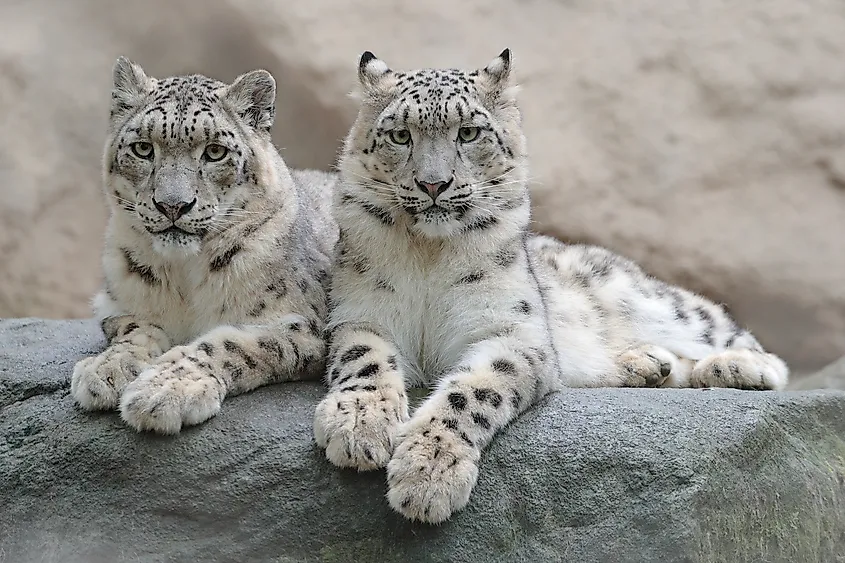 A pair of snow leopard.