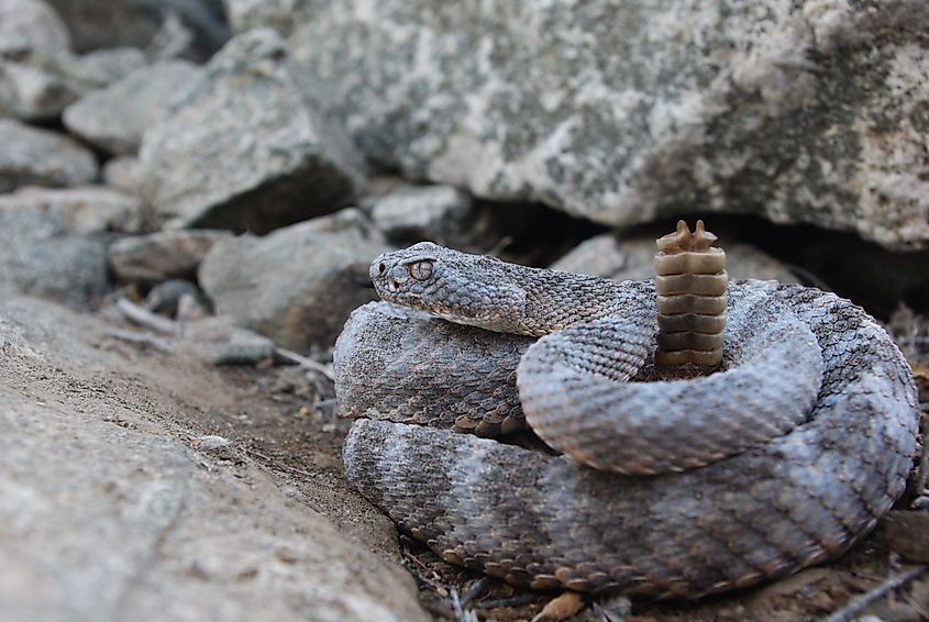 Tiger rattlesnake