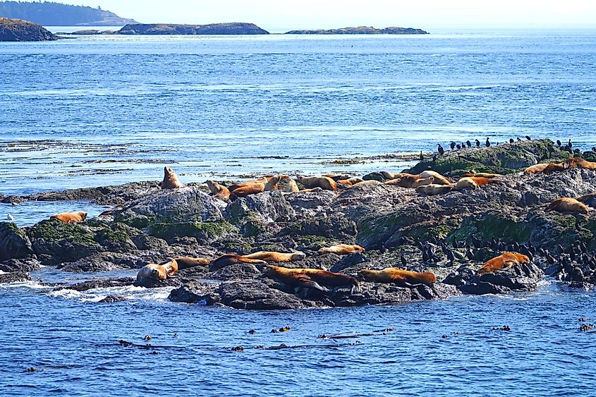 Group of Steller sea lions on a rock in the San Juan Islands in the Salish Sea near Friday Harbor in Washington.