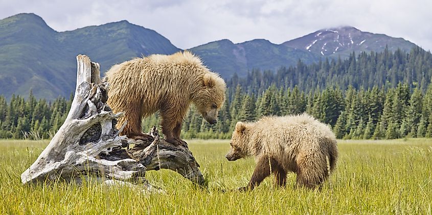 Two bears in Alaska enjoying the wilderness