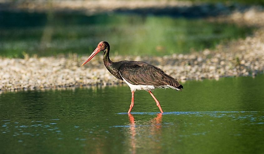 Black stork with long orange beak walking through the Drava River, Croatia