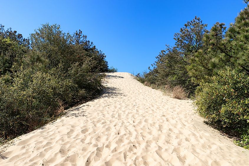 Jockey's Ridge State Park natural area with highest sand dunes on the east coast.