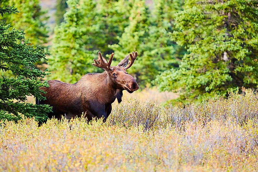 Mount Denali