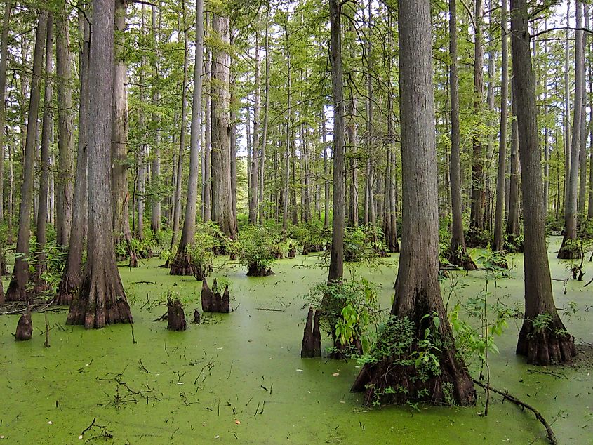 Cache River State Natural Area of Illinois.
