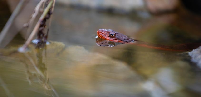 Red-bellied watersnake with its head emerging from a small pool of water.