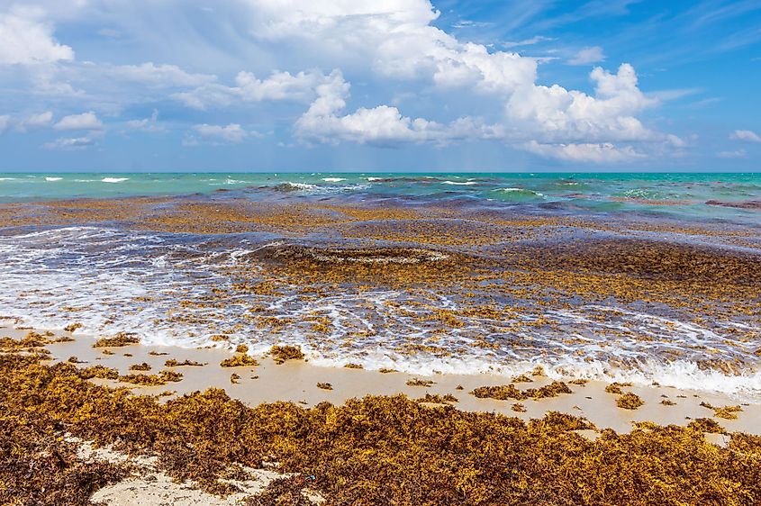 Sargassum at the Beach Coast