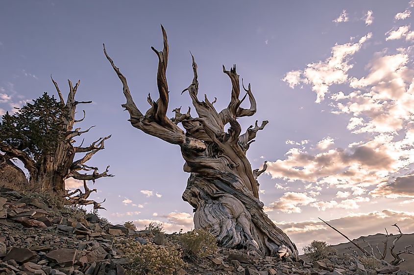 Methuselah Great Basin bristlecone pine.