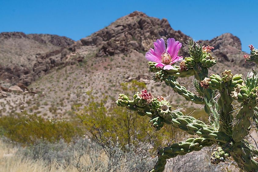 Wild cactus in the Big Bend National Park