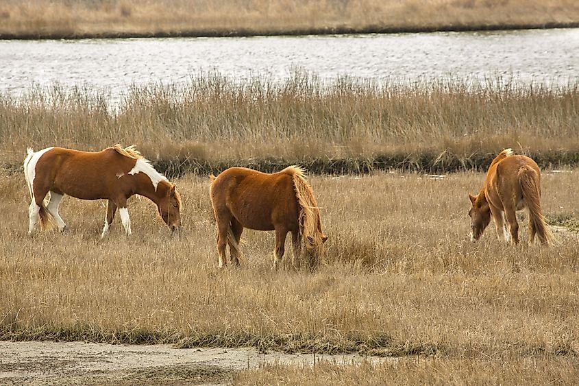 Wild ponies grazing on marsh vegetation in late winter at Assateague Island National Seashore on the Atlantic Ocean in Berlin, Maryland.