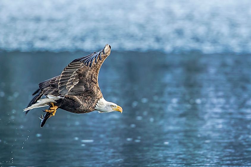 An American Bald Eagle flies off with a fish on Coeur d'Alene Lake in Idaho.