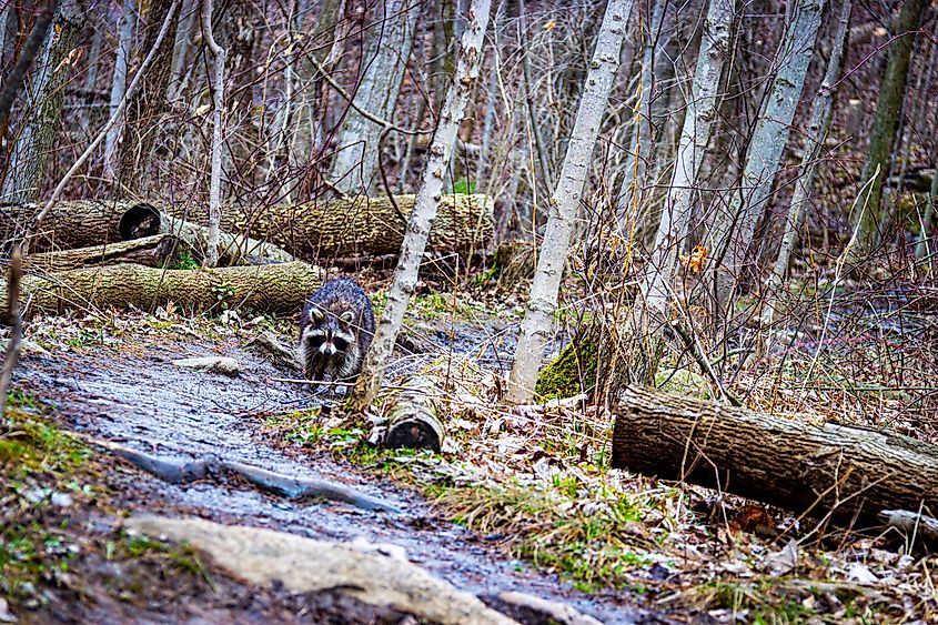 The Bruce Trail right before the spring