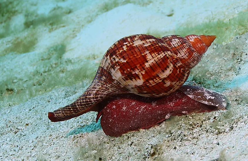 True Tulip Snail (Fasciolaria tulipa) crawling along a sandy ocean bottom - Cozumel