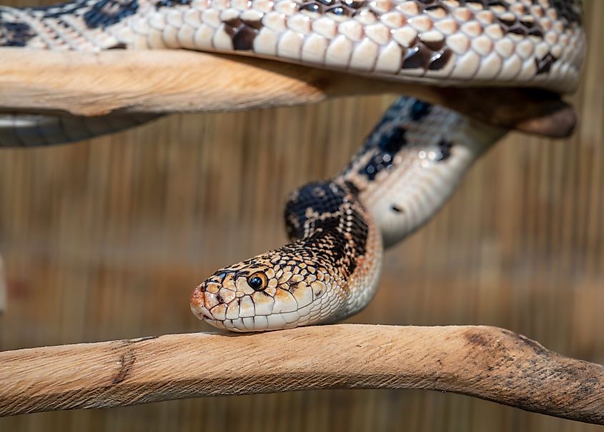 A northern pine snake.