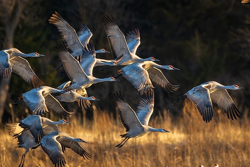 Sandhill cranes in flight in Nebraska.