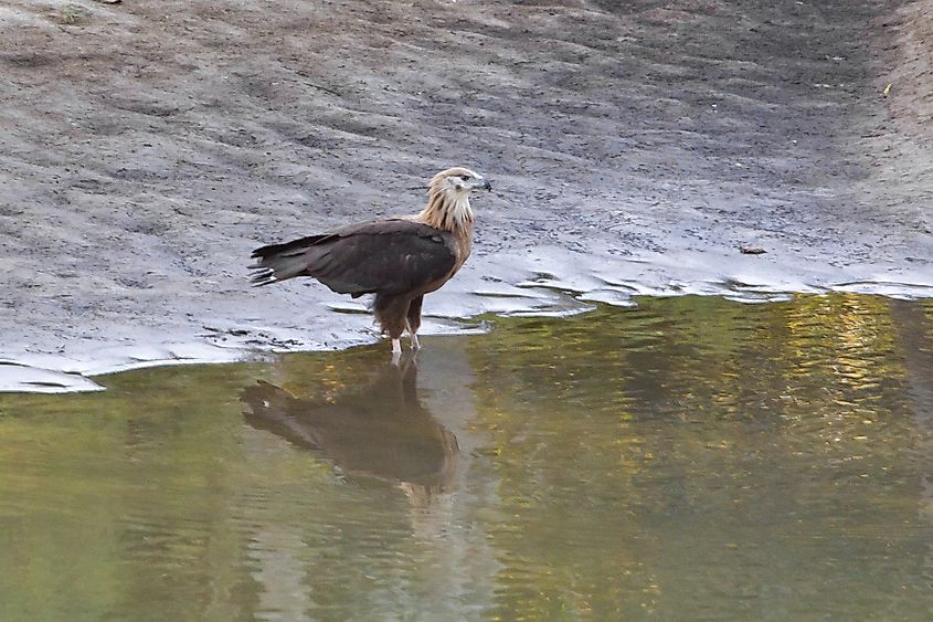 Pallas' fish eagle Kaziranga