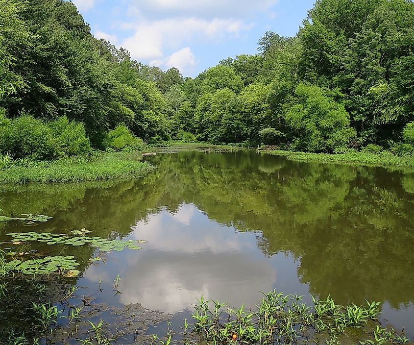 Overlooking Lake Chesdin with lilypads on the water and trees surrounding the lake